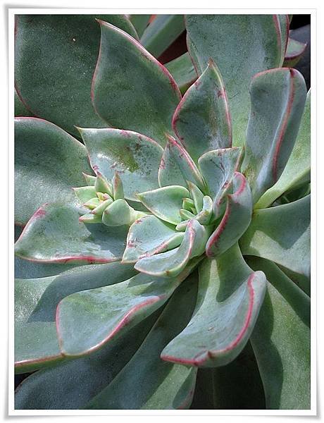 Echeveria Riga 里加