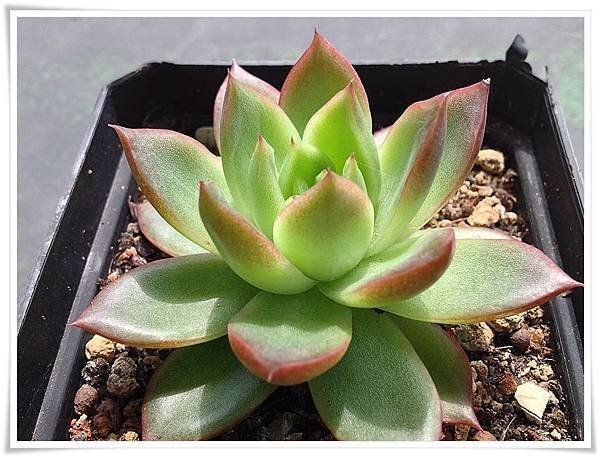 Echeveria agavoides ‘Prolifera’ 相府蓮 (想夫戀/蓮) 