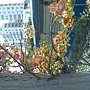 砲彈樹