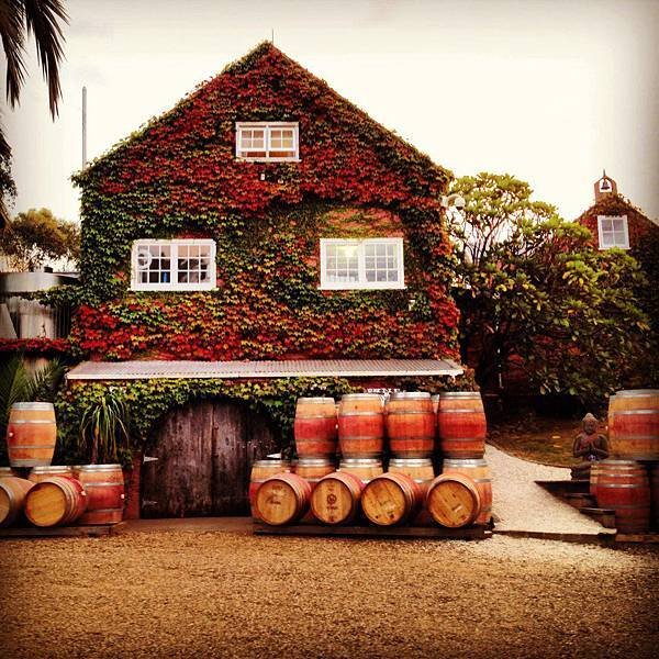 STONYRIDGE VIENYARD7(WAIHEKE)