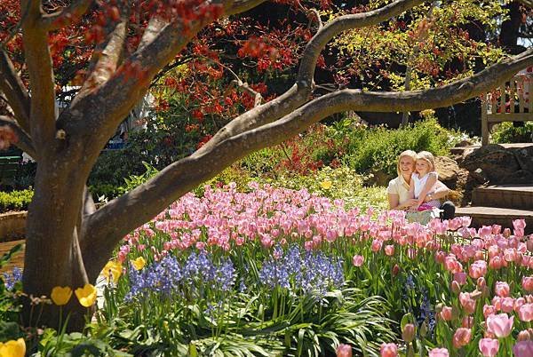 Southern Highland(TULIP FESTIVAL