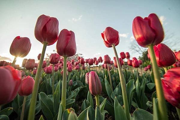 Bowral(Tulip Corbett Gardens10