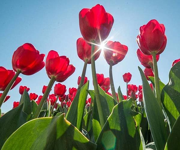 Bowral(Tulip Corbett Gardens6