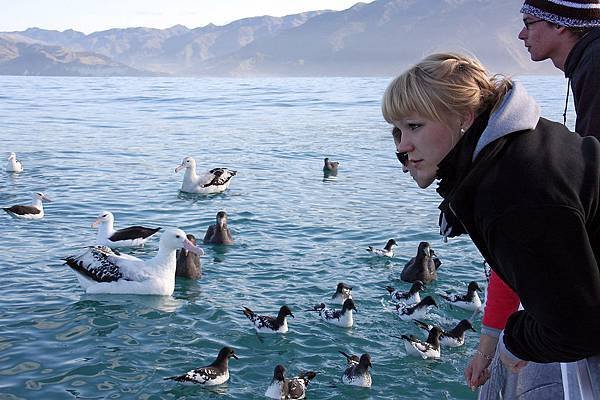 Albatross(KAIKOURA (2).jpg