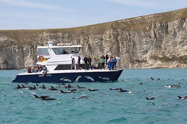 DOLPHIN ENCOUNTER(KAIKOURA (2).jpg