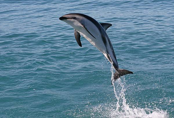 DOLPHIN ENCOUNTER(KAIKOURA (4).jpg