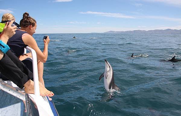 DOLPHIN ENCOUNTER(KAIKOURA (5).jpg