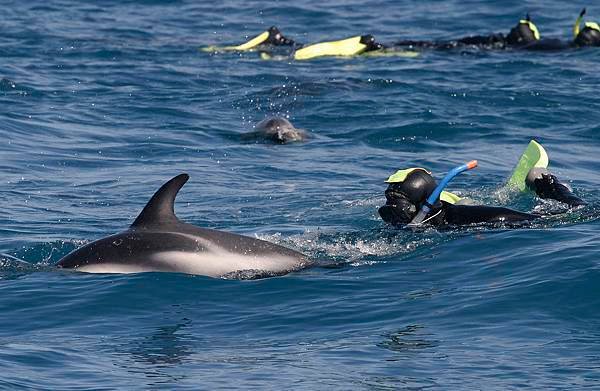 DOLPHIN ENCOUNTER(KAIKOURA (3).jpg