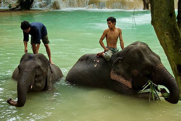 Tad Sae Falls(elephant shower.jpg