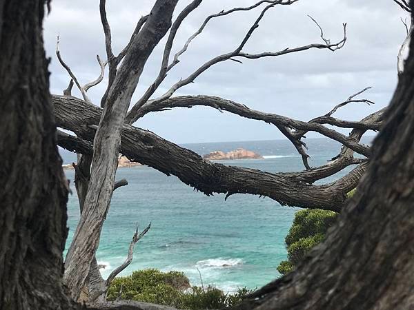 18 西澳。海濱輕度健行(Cape to Cape Trac