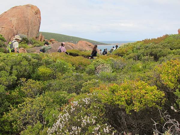 18 西澳。海濱輕度健行(Cape to Cape Trac