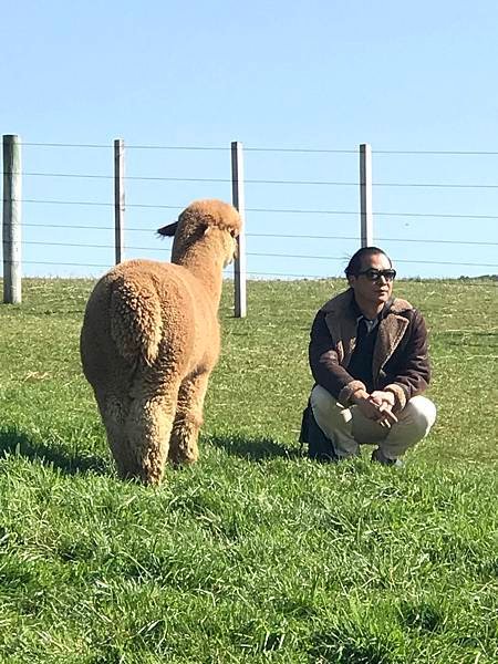 18 SEP.  基督城(法國小鎮Akaroa.最萌羊駝農場