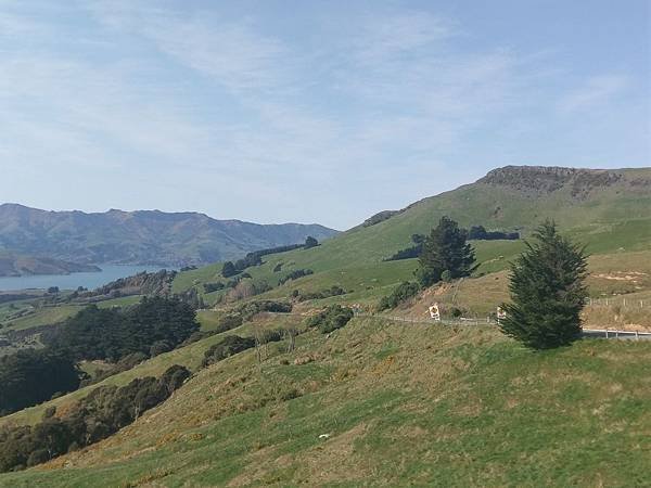 HILL TOP 景觀餐廳(往羊駝場途中) (5).jpg