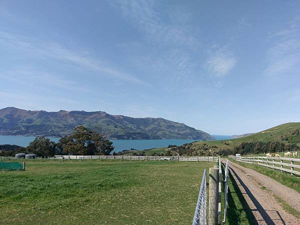 18 SEP.  基督城(法國小鎮Akaroa.最萌羊駝農場