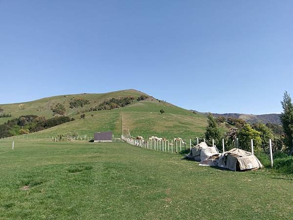 18 SEP.  基督城(法國小鎮Akaroa.最萌羊駝農場