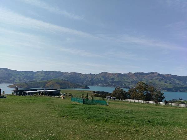 18 SEP.  基督城(法國小鎮Akaroa.最萌羊駝農場