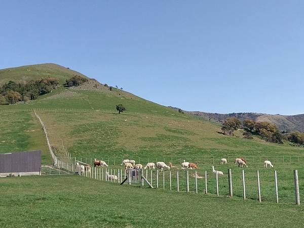 18 SEP.  基督城(法國小鎮Akaroa.最萌羊駝農場