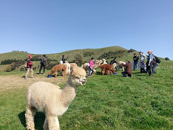 18 SEP.  基督城(法國小鎮Akaroa.最萌羊駝農場