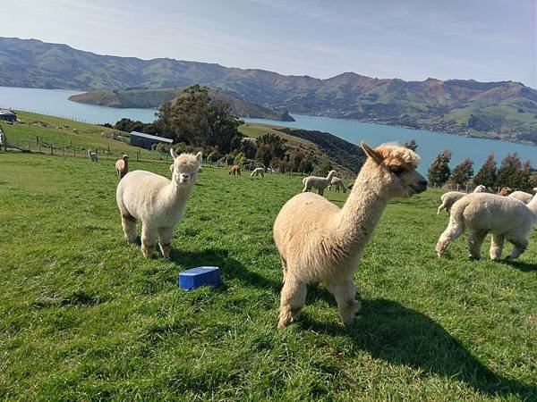 18 SEP.  基督城(法國小鎮Akaroa.最萌羊駝農場