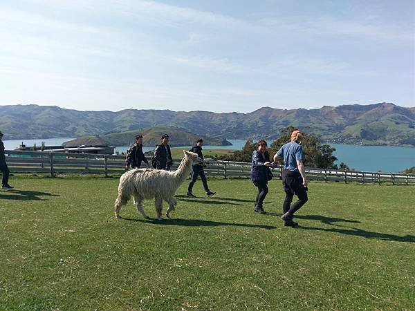 18 SEP.  基督城(法國小鎮Akaroa.最萌羊駝農場