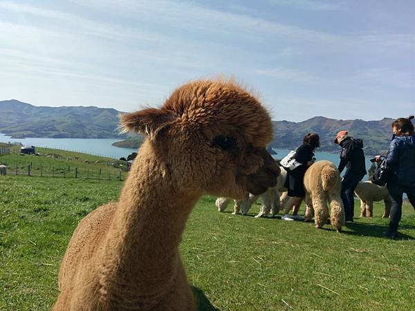 18 SEP.  基督城(法國小鎮Akaroa.最萌羊駝農場