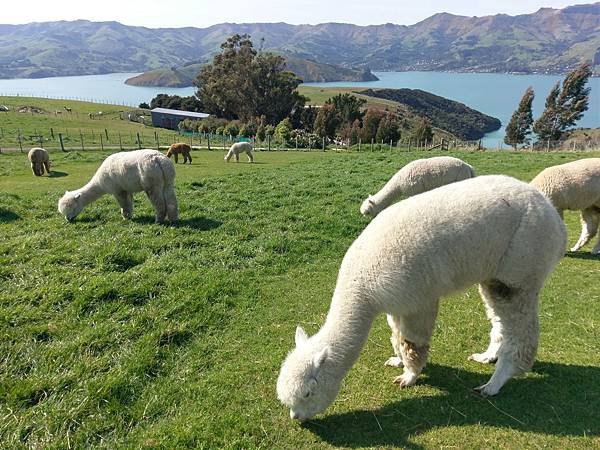 18 SEP.  基督城(法國小鎮Akaroa.最萌羊駝農場