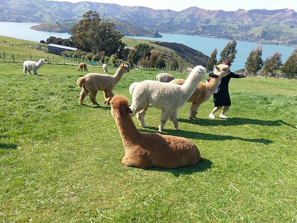 18 SEP.  基督城(法國小鎮Akaroa.最萌羊駝農場