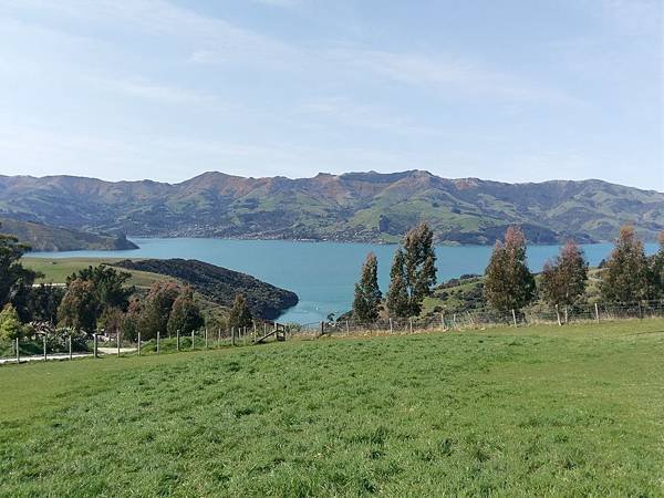 18 SEP.  基督城(法國小鎮Akaroa.最萌羊駝農場