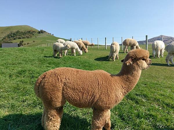 18 SEP.  基督城(法國小鎮Akaroa.最萌羊駝農場