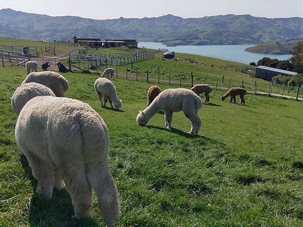 18 SEP.  基督城(法國小鎮Akaroa.最萌羊駝農場