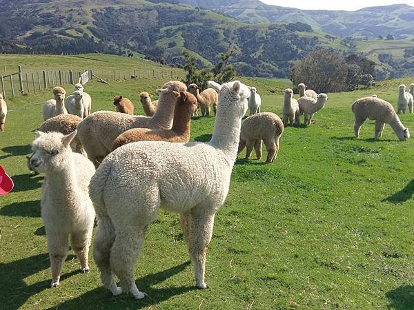 18 SEP.  基督城(法國小鎮Akaroa.最萌羊駝農場