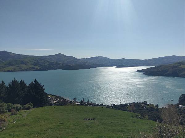 18 SEP.  基督城(法國小鎮Akaroa.最萌羊駝農場