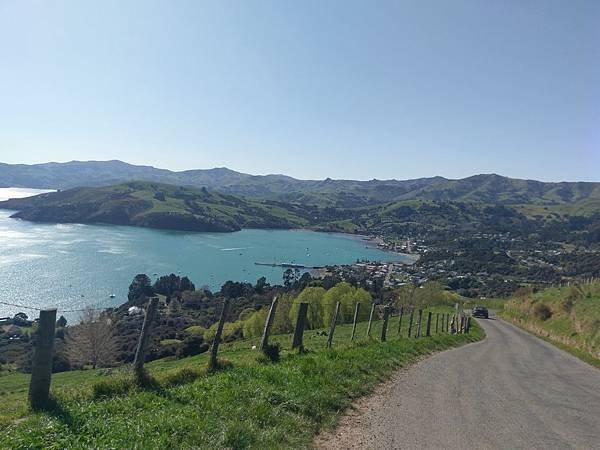 18 SEP.  基督城(法國小鎮Akaroa.最萌羊駝農場