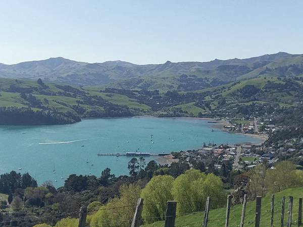 18 SEP.  基督城(法國小鎮Akaroa.最萌羊駝農場