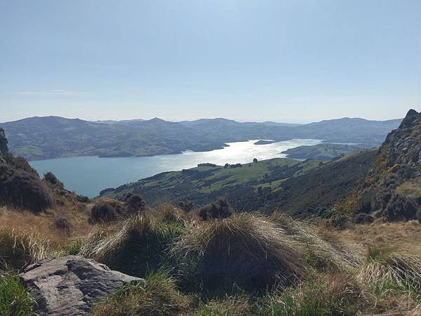 18 SEP.  基督城(法國小鎮Akaroa.最萌羊駝農場