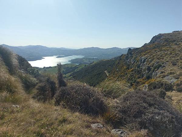 18 SEP.  基督城(法國小鎮Akaroa.最萌羊駝農場