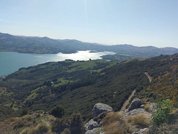 18 SEP.  基督城(法國小鎮Akaroa.最萌羊駝農場