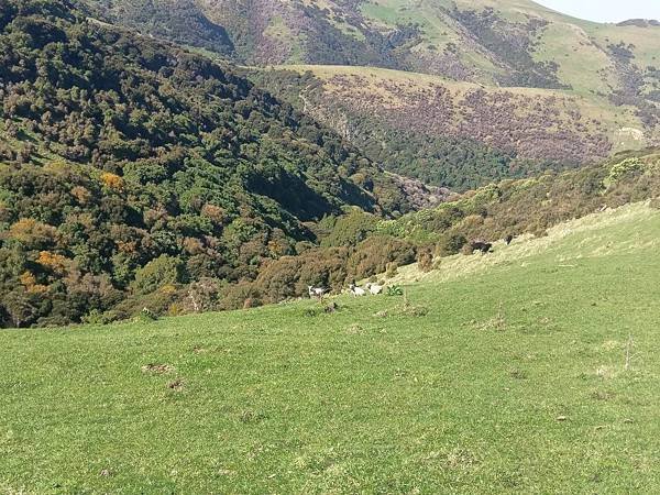 18 SEP.  基督城(法國小鎮Akaroa.最萌羊駝農場