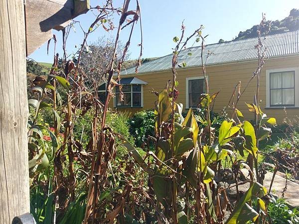 18 SEP.  基督城(法國小鎮Akaroa.最萌羊駝農場