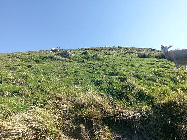 18 SEP.  基督城(法國小鎮Akaroa.最萌羊駝農場