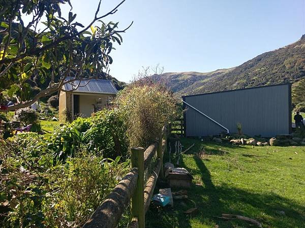 18 SEP.  基督城(法國小鎮Akaroa.最萌羊駝農場