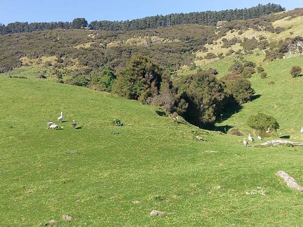 18 SEP.  基督城(法國小鎮Akaroa.最萌羊駝農場