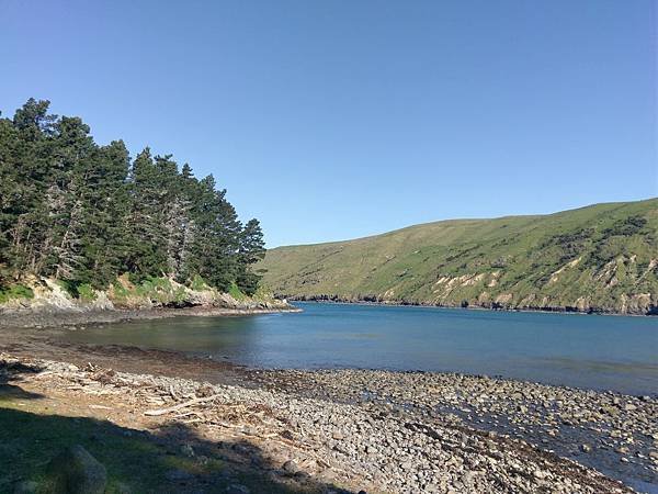 18 SEP.  基督城(法國小鎮Akaroa.最萌羊駝農場