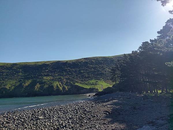 18 SEP.  基督城(法國小鎮Akaroa.最萌羊駝農場