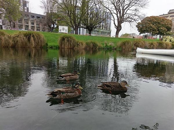 18 SEP. 基督城(電車餐廳 Christchurch 