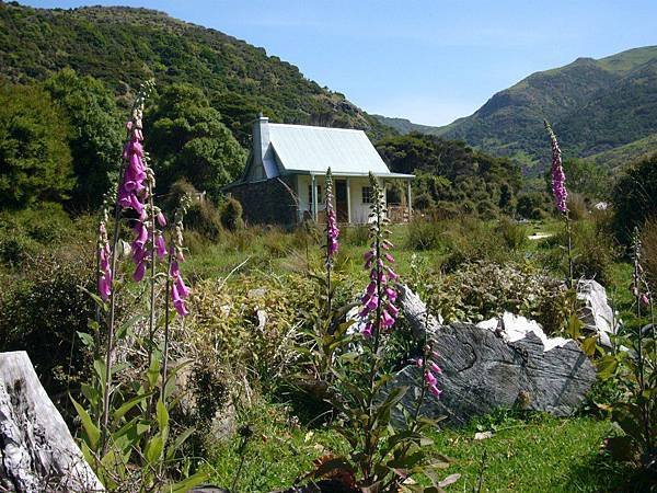 18 SEP.  基督城(法國小鎮Akaroa.最萌羊駝農場