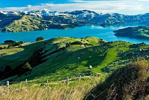 18 SEP.  基督城(法國小鎮Akaroa.最萌羊駝農場