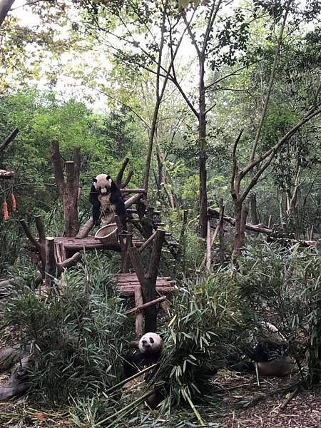 熊貓基地(PANDA.jpg