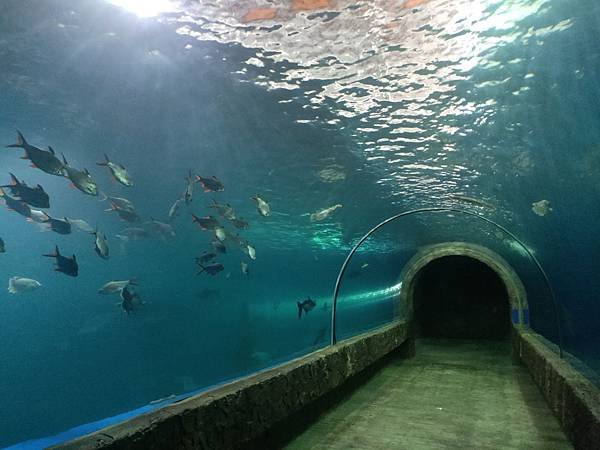 隧道(廊開水族館 (2).jpg