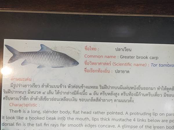 GIANT BROOK CARP(句鯉.jpg